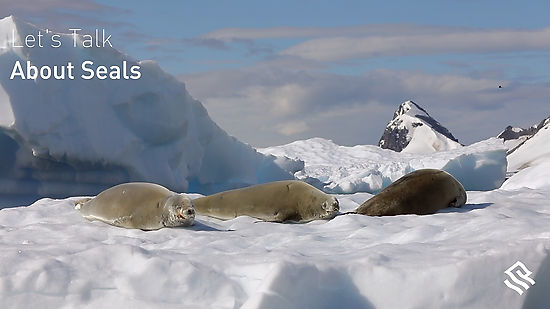 Let's talk about seals